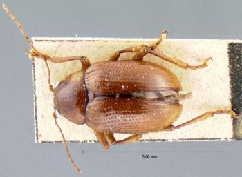 Media type: image; Entomology 9821   Aspect: habitus dorsal view